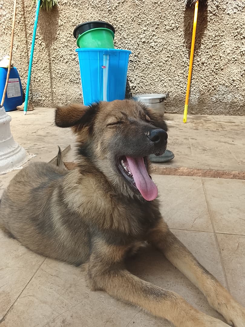 Happy dog owner