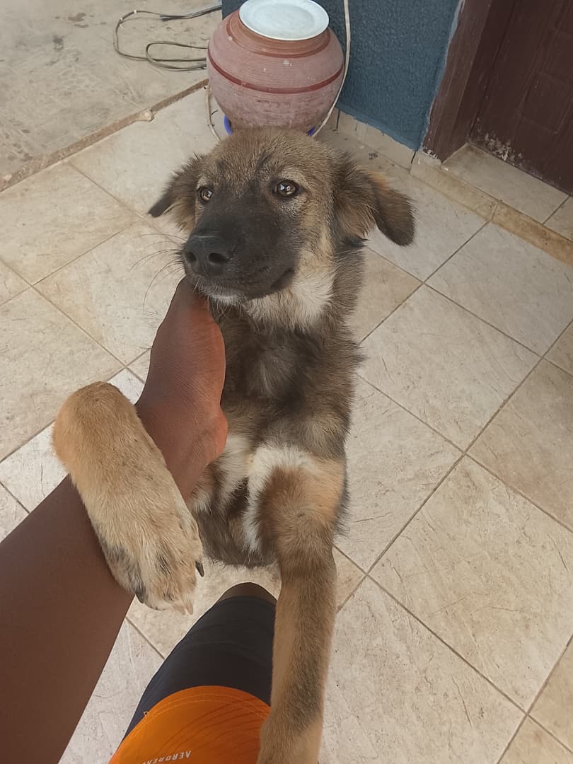 Happy dog owner